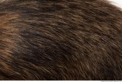 Photo Textures of Animal Skin